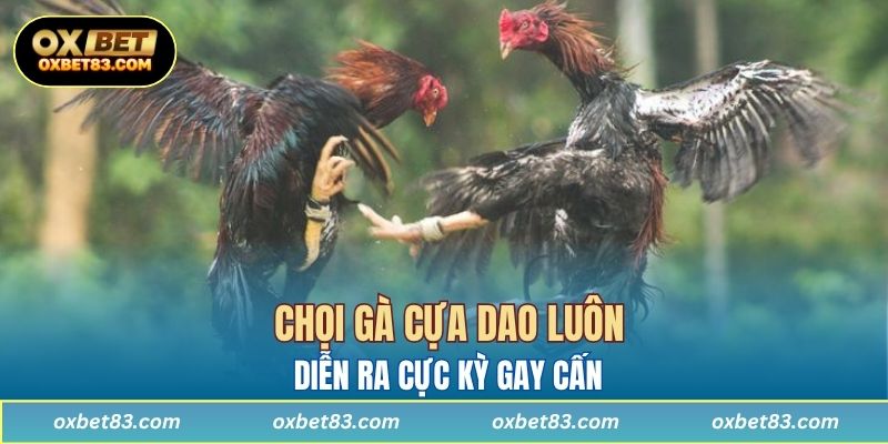 Chọi gà cựa dao luôn diễn ra cực kỳ gay cấn