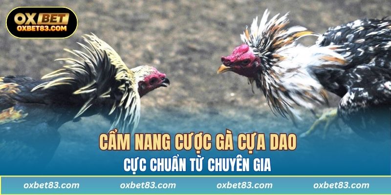 Cẩm nang cược gà cựa dao cực chuẩn từ chuyên gia
