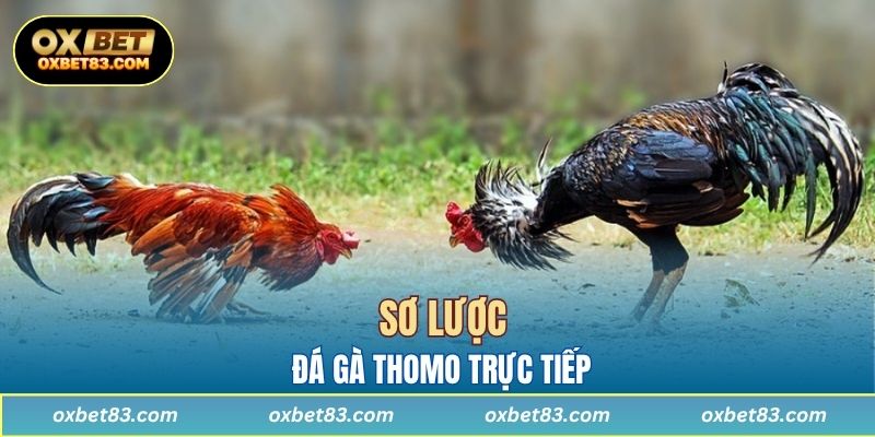 Sơ lược đá gà Thomo trực tiếp