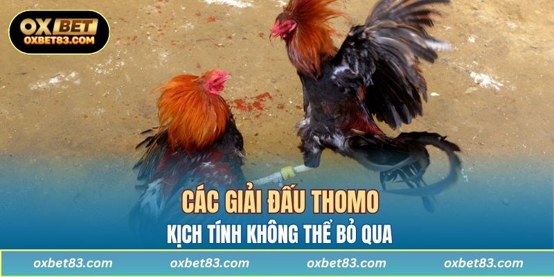 Các giải đấu Thomo kịch tính không thể bỏ qua