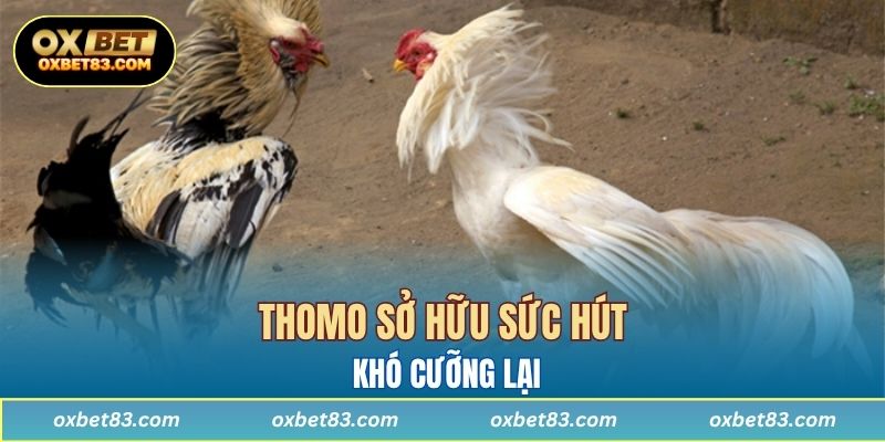 Thomo sở hữu sức hút khó cưỡng lại