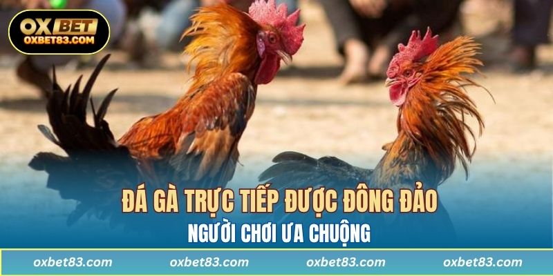 Đá gà trực tiếp được đông đảo người chơi ưa chuộng