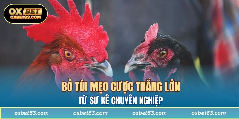 Bỏ túi mẹo cược thắng lớn từ sư kê chuyên nghiệp