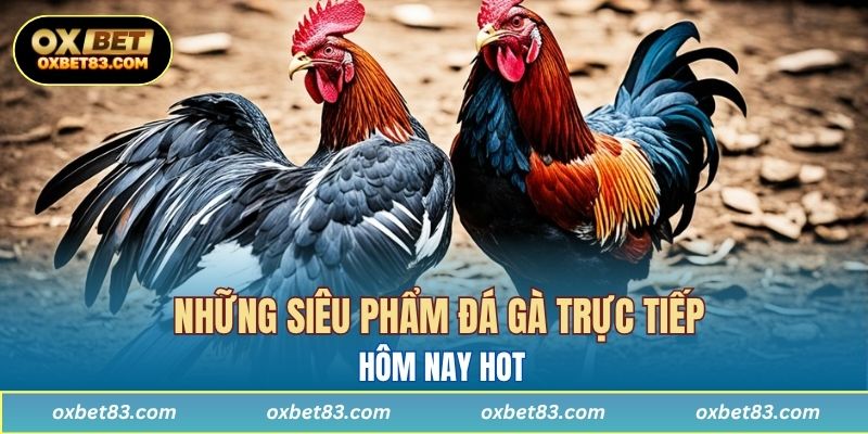 Những siêu phẩm đá gà trực tiếp hôm nay hot