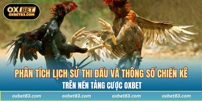 Hội viên đang phân tích lịch sử thi đấu và thông số chiến kê trên nền tảng cược OXBET