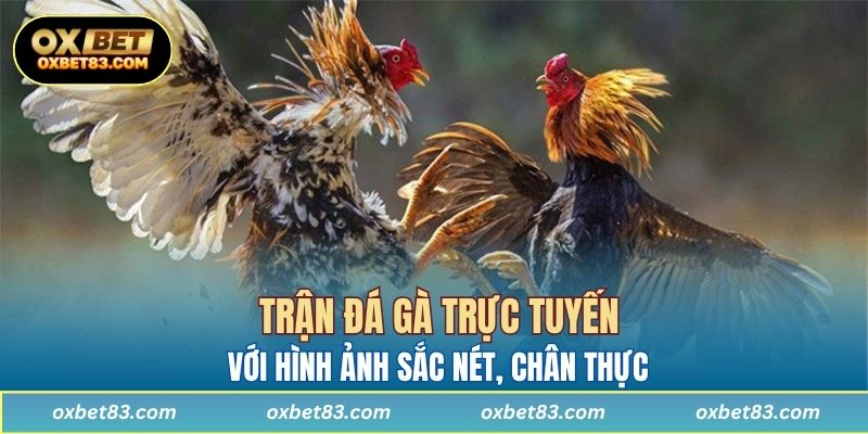 Trận đá gà trực tuyến tại nhà cái OXBET với hình ảnh sắc nét, chân thực